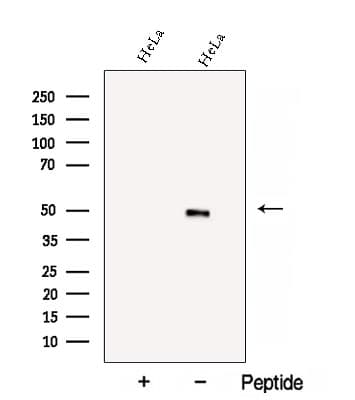 Polyclonal Rabbit anti-Human BZW2 Antibody (WB)