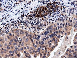 CBWD1 Antibody (clone OTI3F9)