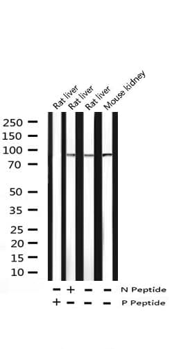 STAT6 Antibody (phospho-Tyr641)