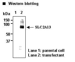 SLC2A13 / HMIT / GLUT13 Antibody