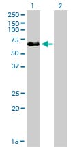 Monoclonal Mouse anti-Human p56lck / LCK Antibody (clone 3F7-F5, WB)
