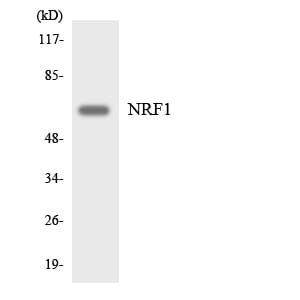 NRF1 / NRF-1 Antibody (aa207-256)