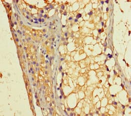 GBP6 Antibody