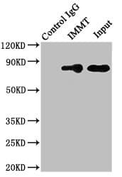 Polyclonal Rabbit anti-Human IMMT / Mitofilin Antibody (IHC, IF, WB)