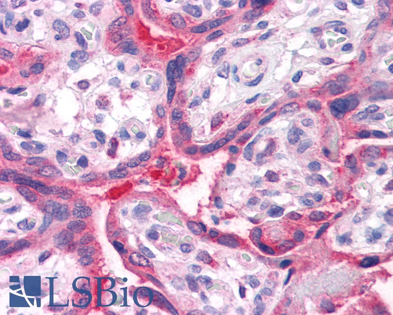 IHC-plus™ Polyclonal Rabbit anti-Human QSOX2 Antibody (C-Terminus)
