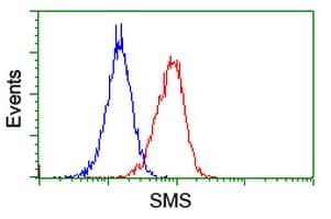 SMS / Spermine Synthase Antibody (clone OTI1G7)