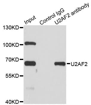 U2AF2 / U2AF65 Antibody