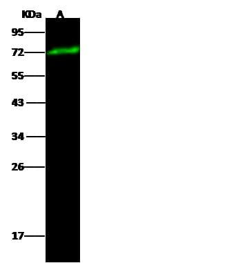 Polyclonal Rabbit anti-Human OCLN / Occludin Antibody (Preservative Free, IF, WB)
