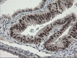 TLE1 / TLE 1 Antibody (clone OTI3H3)