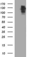 RAPGEF1 Antibody (clone OTI2B5)