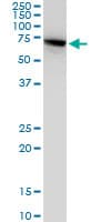 HSPA2 Antibody (clone S51)