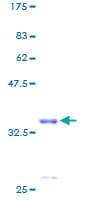 Human MRPS21 Protein (Recombinant GST)