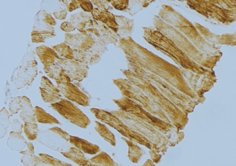 Polyclonal Rabbit anti-Human MRPS18C Antibody (IHC, IF, WB)