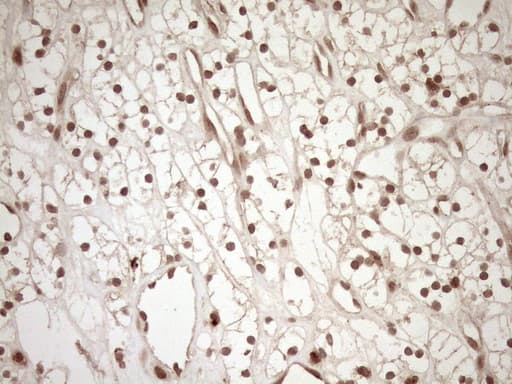 CWC27 Antibody (aa145-472, clone OTI2D1)