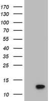 POLR2J2 Antibody (clone OTI3G4, Carrier-free)