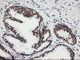 ERCC4 / XPF Antibody (clone OTI4E11)