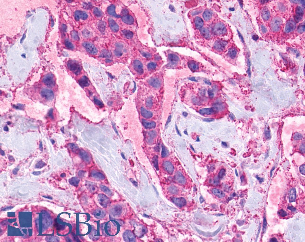 PathPlus™ Polyclonal Rabbit anti-Human NPY4R / PPYR1 Antibody (C-Terminus, IHC)