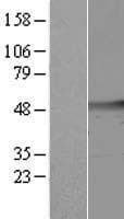 CSTF1 Protein (Over-Expression Lysate Myc-DDK (Flag))