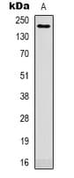 ITGAM / CD11b Antibody (Internal)