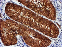 C1orf50 Antibody (clone OTI1C6)
