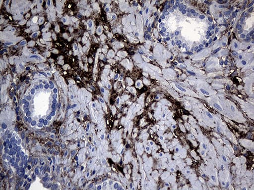 Monoclonal Mouse anti-Human GTPCH1 / GCH1 Antibody (clone OTI3A3, IHC, WB)