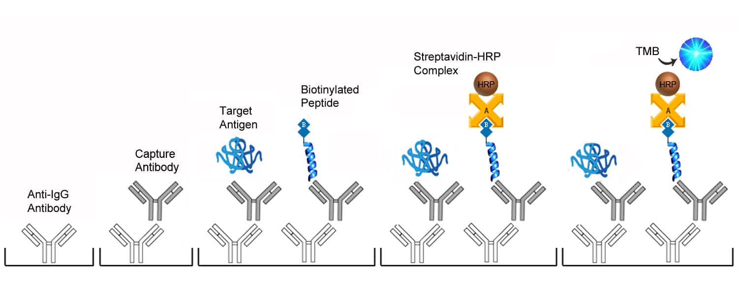 Mouse/Human/Rat NPPA / ANP ELISA Kit (Competitive EIA)