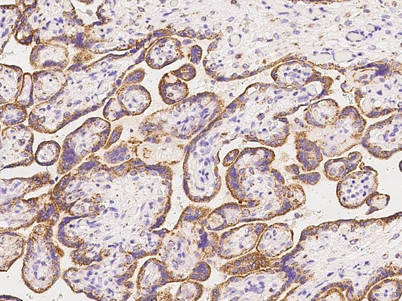 CIDEB Antibody