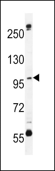 C1orf26 Antibody (aa286-314)
