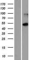 ISM1 Protein (Over-Expression Lysate Myc-DDK (Flag))