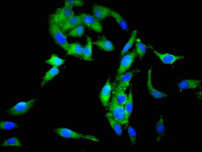 Polyclonal Rabbit anti-Human SCG3 / Secretogranin 3 Antibody (IF)