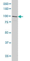 Monoclonal Mouse anti-Human GRID1 Antibody (clone 1A9, WB)