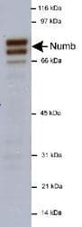 NUMB Antibody (C-Terminus, Biotin)