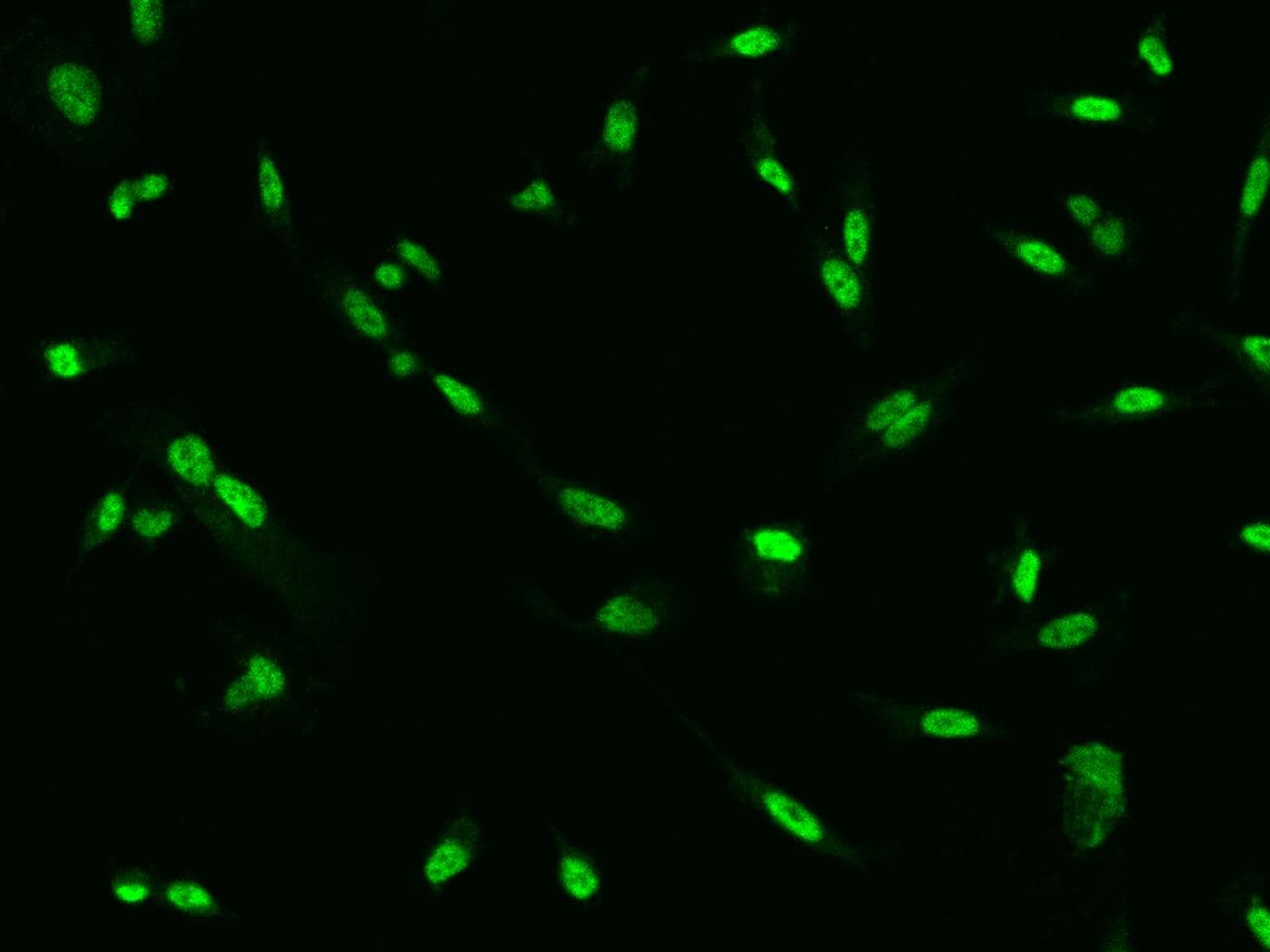 SKP2 Antibody