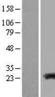 TAGLN3 / Neuronal Protein 22 (Over-Expression Lysate Myc-DDK (Flag))