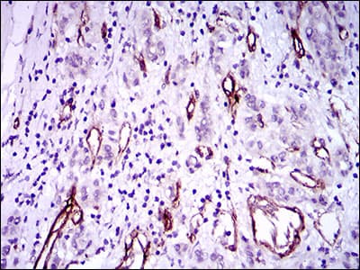 GSC / Goosecoid Antibody (aa191-257, clone 4C5D5)