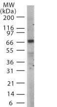 TICAM1 / TRIF Antibody (aa143-158)