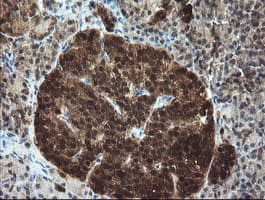 TBCC Antibody (clone OTI4C4)