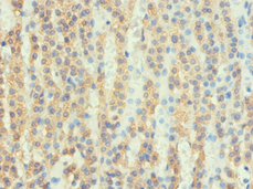 ATP6AP2 / Renin Receptor Antibody (aa251-350)