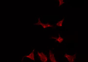 MAPK10 / JNK3 Antibody