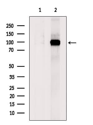 Polyclonal Rabbit anti-Human COPG2 Antibody (WB)