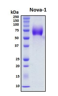 Human NOVA1 Protein (Recombinant His, N-Terminal)
