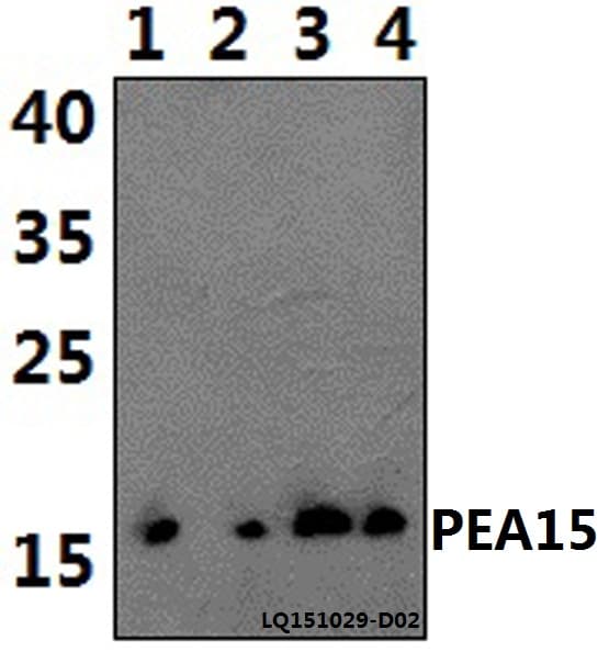 PEA15 / PEA-15 Antibody