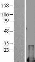 Human MIF Protein (Over-Expression Lysate Myc-DDK (Flag))