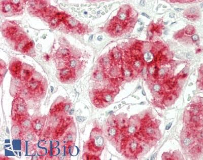 IHC-plus™ Monoclonal Mouse anti-Human DLK1 / Pref-1 Antibody (clone PF299-1, Extracellular Domain, IHC, WB)