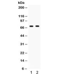 FZD1 / Frizzled 1 Antibody
