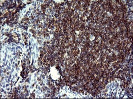 CD22 Antibody (clone OTI1F2, Carrier-free)