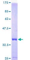 Human DYNLRB1 Protein (Recombinant GST)