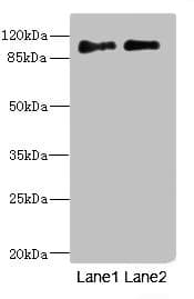 Polyclonal Rabbit anti-Human ICAM5 / ICAM-5 Antibody (IHC, WB)