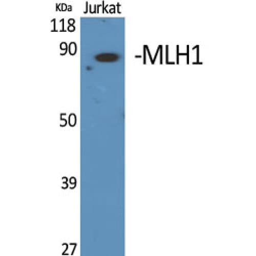 Polyclonal Rabbit anti-Human MLH1 Antibody (410-490 aa, Internal, IF, WB)