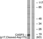 CASP3 / Caspase 3 Antibody (aa126-175)